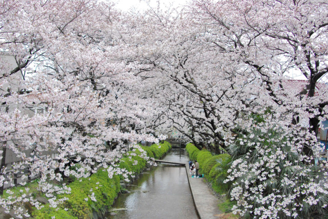 二ヶ領用水沿い遊歩道